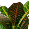 Codiaeum ou croton