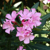 Laurier-rose ou Nerium