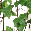 Lierre commun ou Hedera