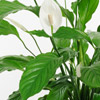 Lis de la paix ou spathiphyllum