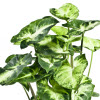 Syngonium ou patte d’oie
