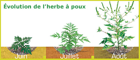Évolution de l’herbe à poux. Juin, juillet, août.
