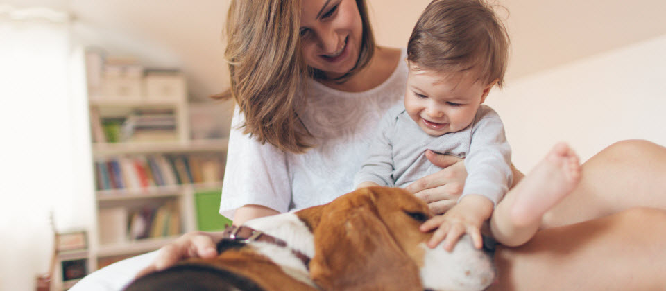 Eczéma et asthme: les chiens auraient-ils un effet protecteur?