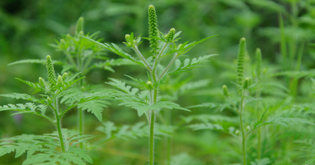En manchettes: Herbe à poux - À écouter - Activité physique et cerveau