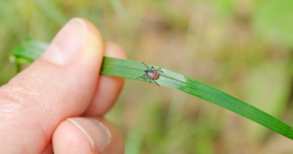 En manchettes: Maladie de Lyme et anaplasmose – Bébés et allergies alimentaires – Dépistage prénatal