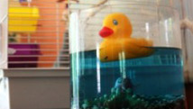 Aquarium à jouets!