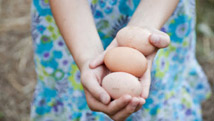Des oeufs libres