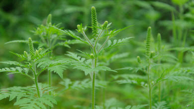 En manchettes: Herbe à poux - À écouter - Activité physique et cerveau